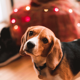 CBD For Pets This New Year’s Eve