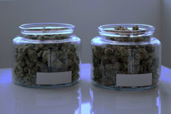 two jars of cbd flower sitting side by side. CBD flower will remain legal after the hemp smokable ban.