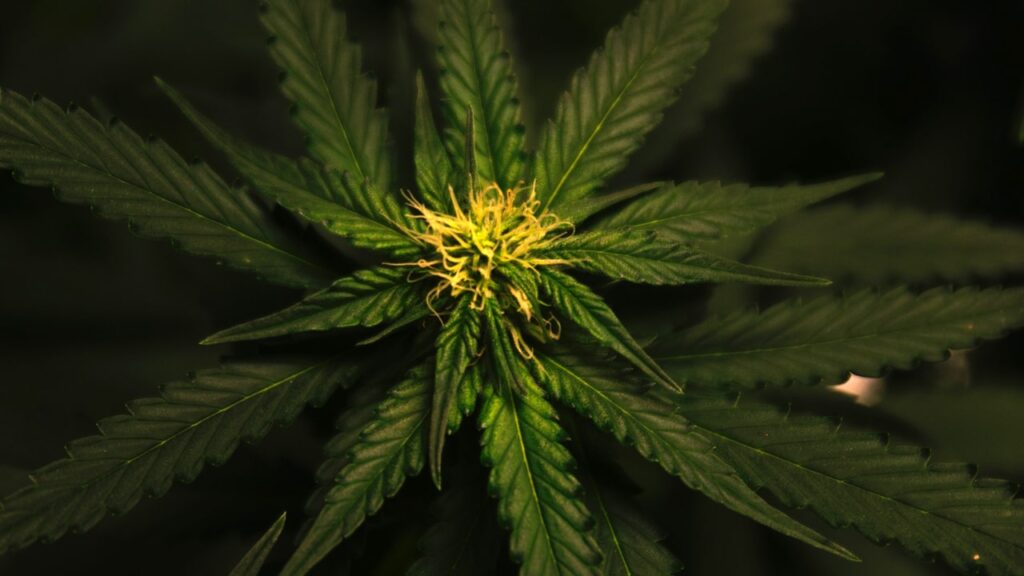 cbd, terpenes, marijuana, marijuana leaf, cannabis, cannabis leaf