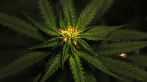 cbd, terpenes, marijuana, marijuana leaf, cannabis, cannabis leaf