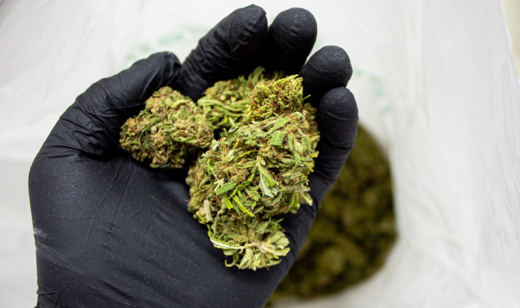 new research on cannabis and potential benefits from grassroots harvest