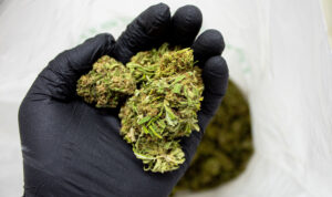 new research on cannabis and potential benefits from grassroots harvest