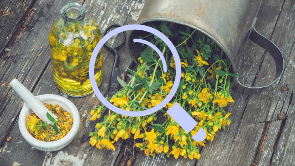 st. john's wort, st. john's wort, cbd, grassroots harvest, blog