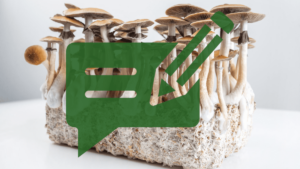 psilocybin mushrooms, what are psilocybin mushrooms, shrooms, grh, grassroots harvest, blog